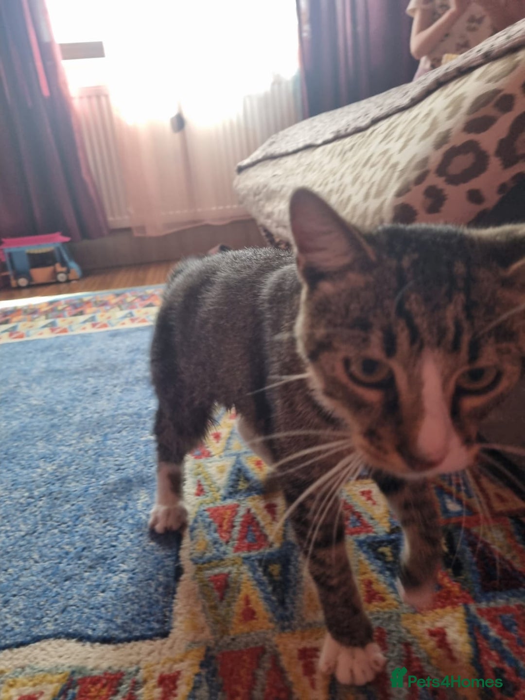 Mixed Breed cats for adoption: TOM -a friendly & proud boy- needs a Loving Home - Image 17