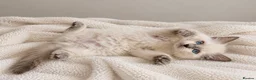Ragdoll cats for sale: GCCF Ragdoll Kittens - Fully Vacc & Health Checked - Advert 12