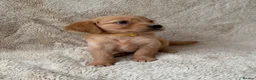 Golden Retriever dogs for sale: Outstanding golden retriever pups 🐶 - Advert 3