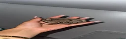 Boa Snake reptiles for sale: Baby Boas - Advert 5