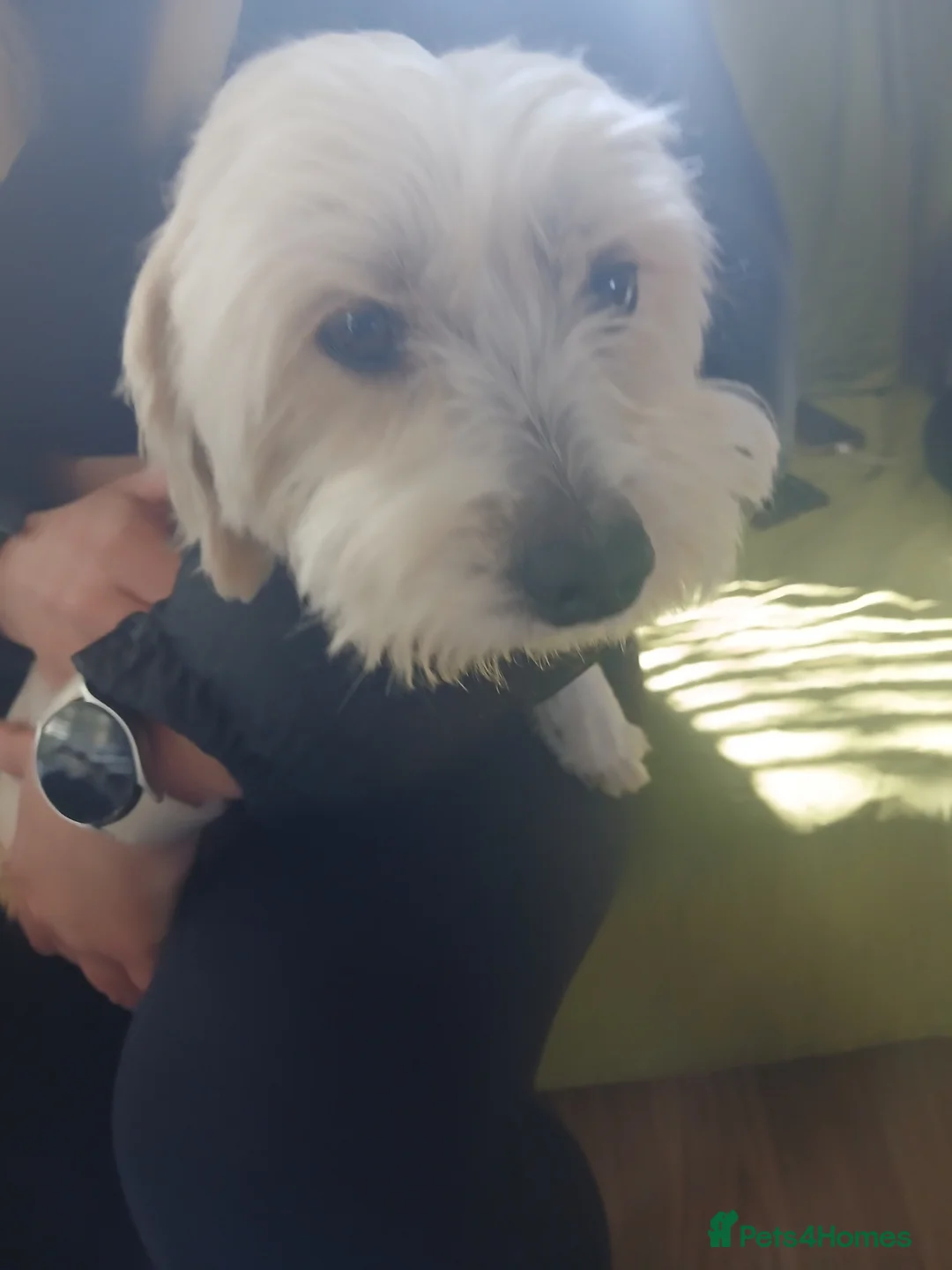 Havapoo dogs for sale: 4 lovely havapoos,3 girls1 boy-1 girl is reserved - Advert 1