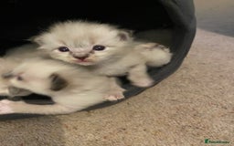 Ragdoll cats for sale: 6 ragdoll kittens  - Image 21