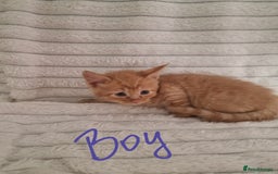 Mixed Breed cats for sale: Maine coon mixed kitchens - Image 15