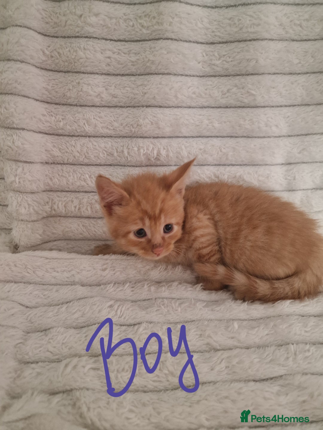 Mixed Breed cats for sale: Maine coon mixed kitchens - Image 15
