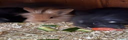 Mini Lop rabbits for sale: Mini lop baby rabbits for sale. - Advert 11