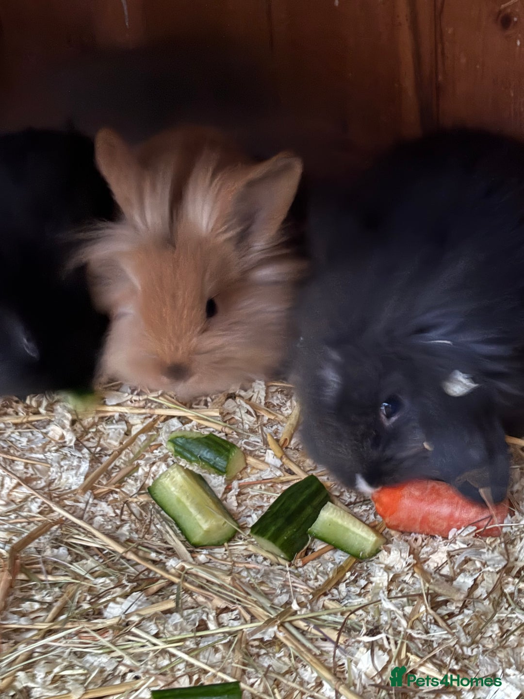 Mini Lop rabbits for sale: Mini lop baby rabbits for sale. - Advert 11