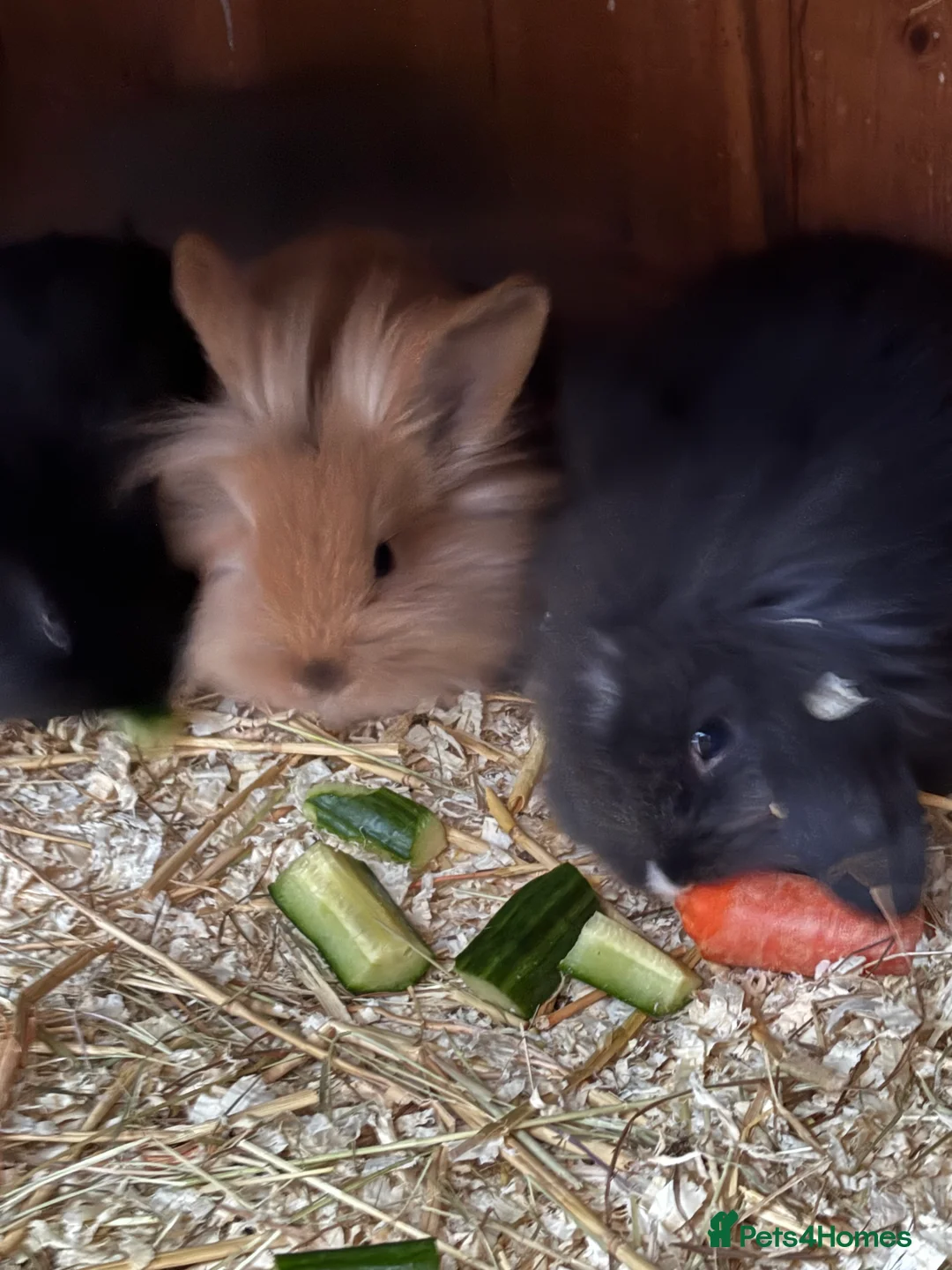 Mini Lop rabbits for sale: Mini lop baby rabbits  - Advert 7