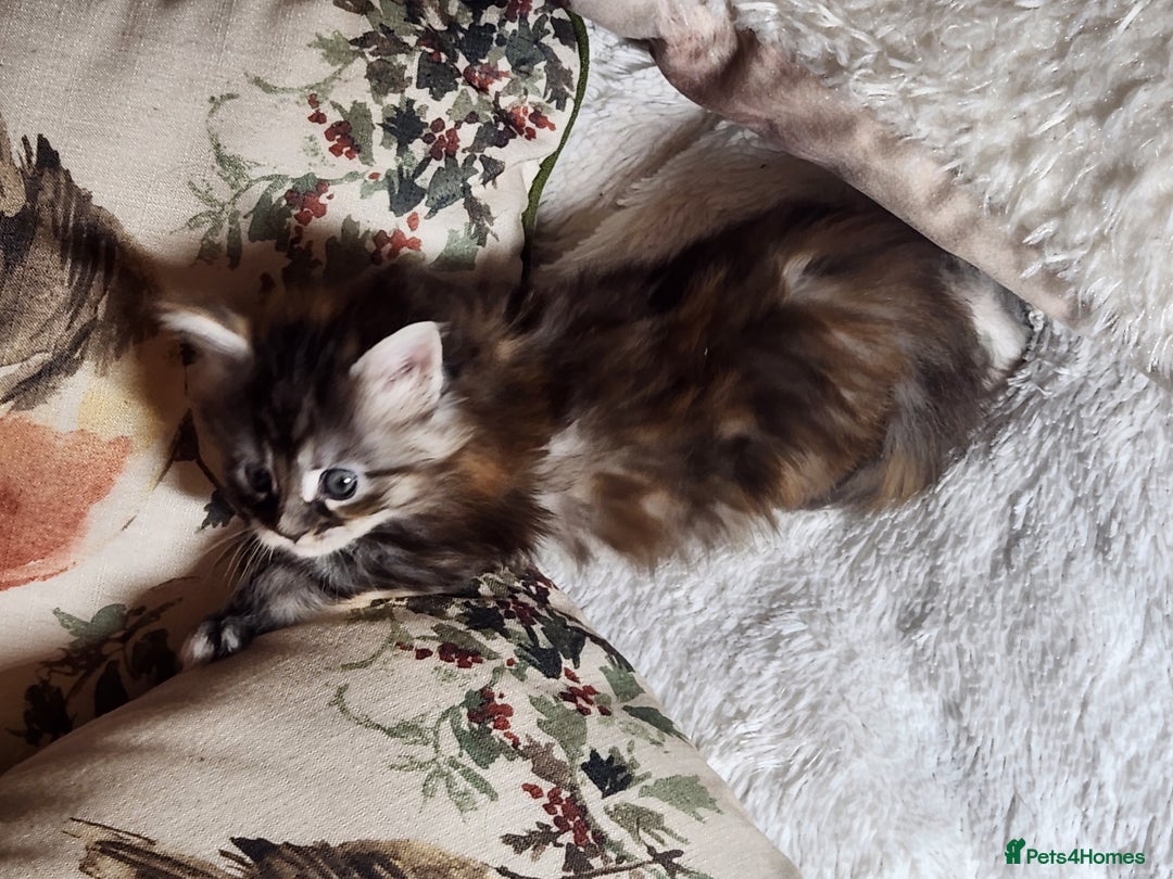 Maine Coon cats for sale:  Ready Now! Maine coon Kittens  - Advert 16