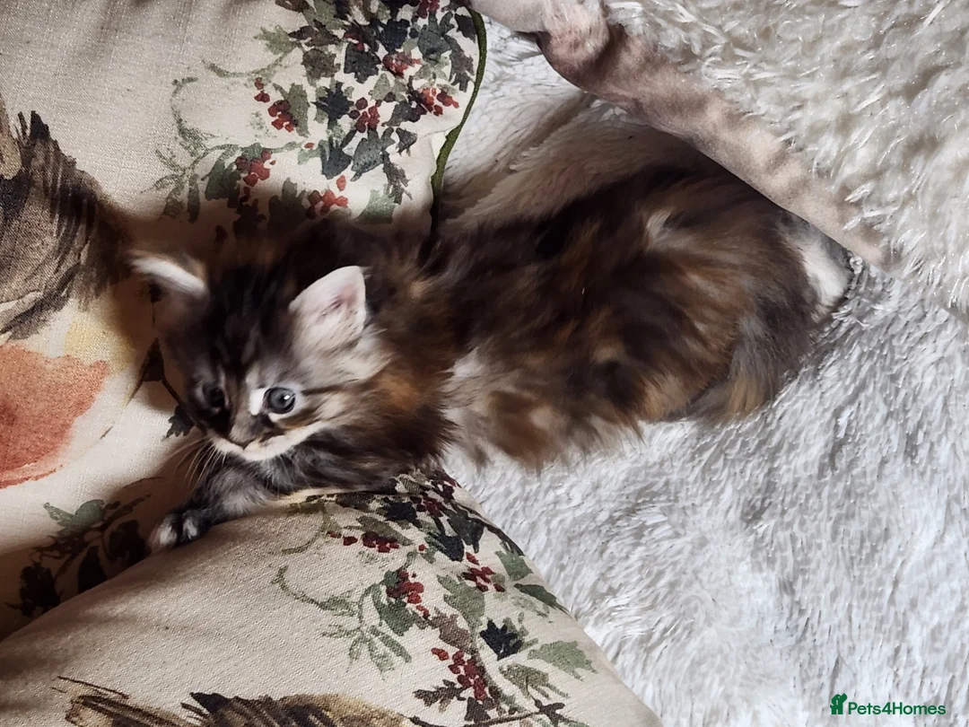 Maine Coon cats for sale:  Ready Now! Maine coon Kittens  - Advert 16