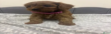 Pink collar 