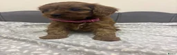 Cavapoo dogs for sale: Stunning F1 Toy Cavapoo Pups - Advert 14