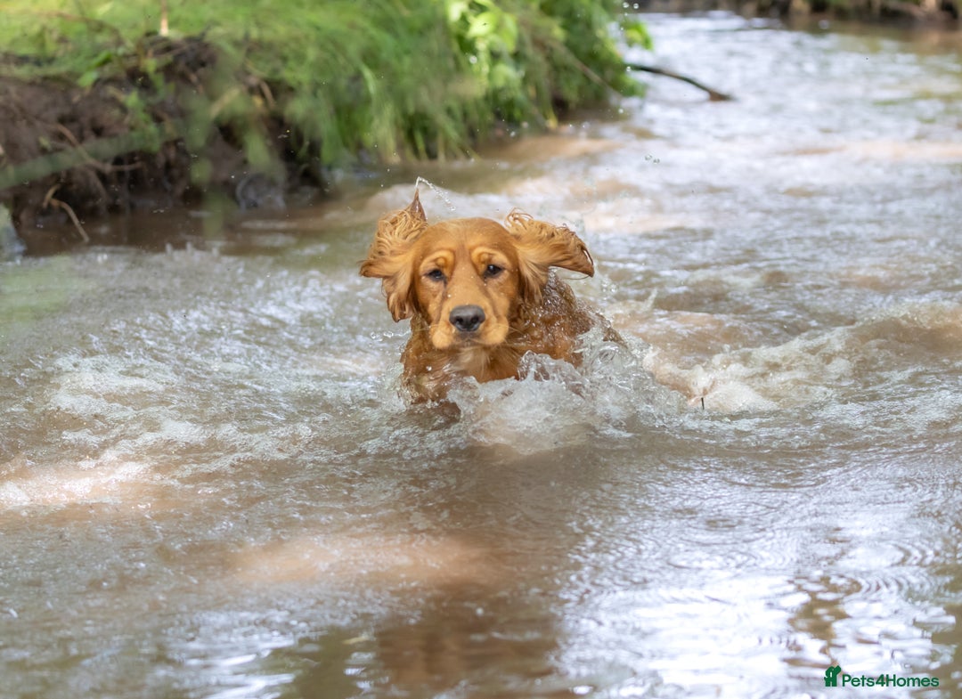 Cocker Spaniel dogs for stud: Kc reg red working cocker for stud - Advert 3