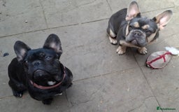 French Bulldog dogs for sale: Stunning kc reg French bulldog sisters  - Image 14