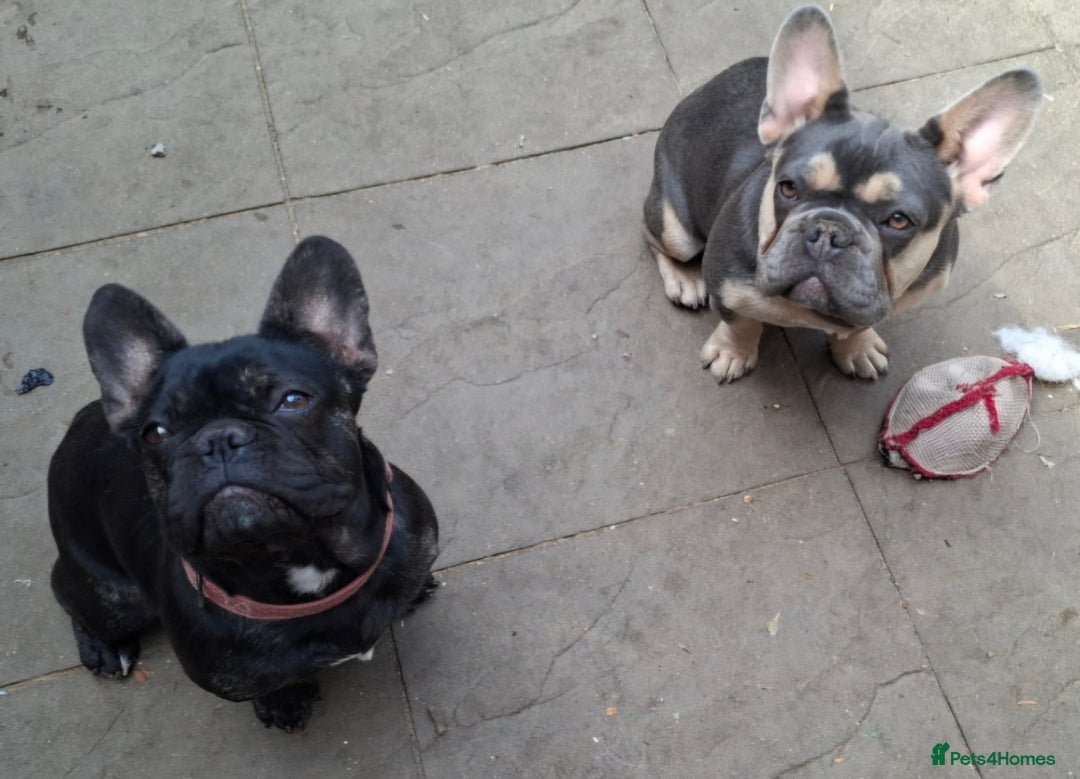 French Bulldog dogs for sale: Stunning kc reg French bulldog sisters  - Image 14