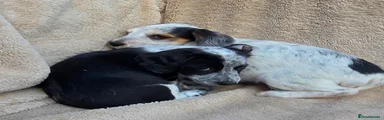 Cocker Spaniel Puppy 3