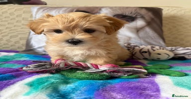 Maltipoo dogs - Advert 4