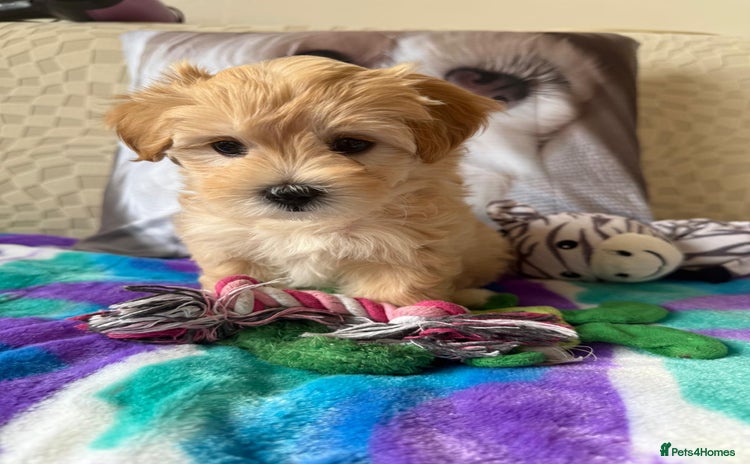 Maltipoo dogs - Advert 16