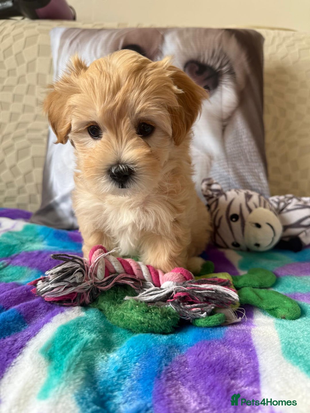 Maltipoo dogs for sale: So adorable and Tiny F1 Korean Maltipoo - Image 5