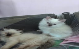 Ragdoll cats for sale: 🥰 Beautiful Radoll Kittens 😍 - Image 15