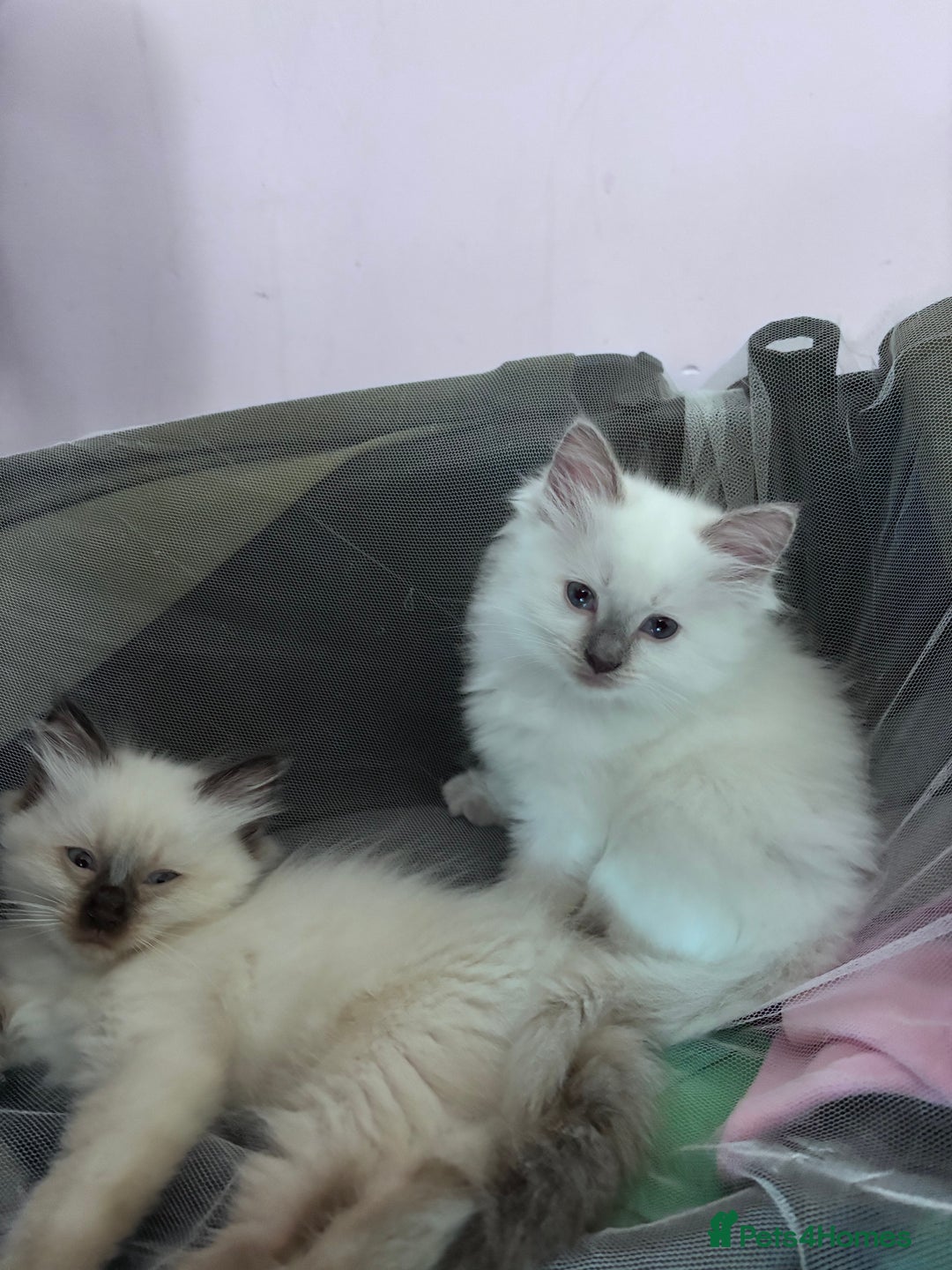 Ragdoll cats for sale: 🥰 Beautiful Radoll Kittens 😍 - Image 15