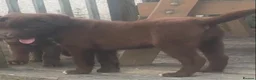 Mixed Breed dogs for sale: Chunky Chocolate Labrador Cross Sheepdog pups in Lampeter - Advert 3