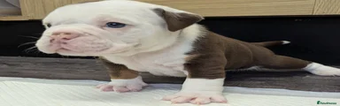 Olde English Bulldogge 1