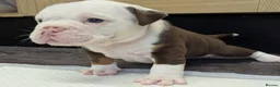 Olde English Bulldogge dogs for sale: 6 Olde English Bulldog puppies in Barry - Advert 4