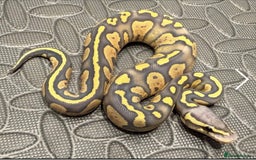 Python Snake reptiles for sale: Ball python  - Image 1