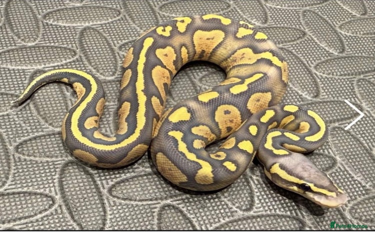 Python Snake reptiles - Advert 3