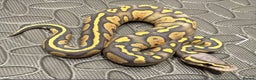 Python Snake reptiles for sale: Ball python  - Advert 1