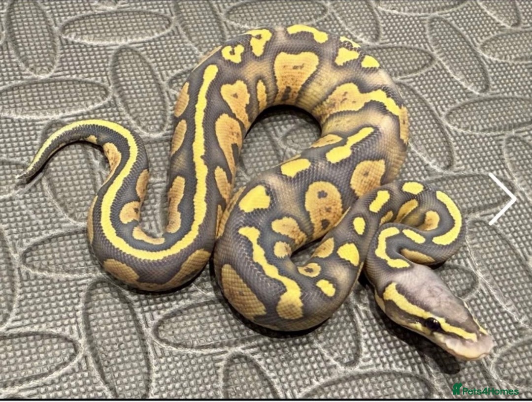 Python Snake reptiles for sale: Ball python  - Image 1