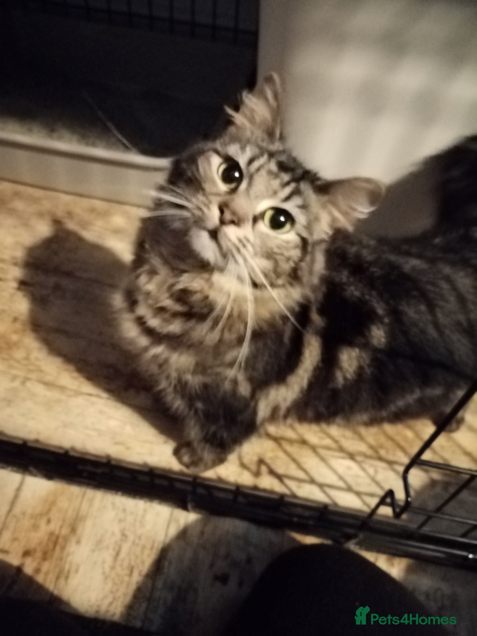 Persian cats 2 Stunning Girls Looking for a 5 Star Homes  - Advert 1