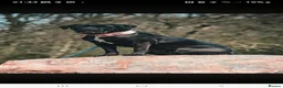 Cane Corso dogs for sale: 6 STUNNING FEMALE CANE CORSO PUPS in Motherwell - Advert 5