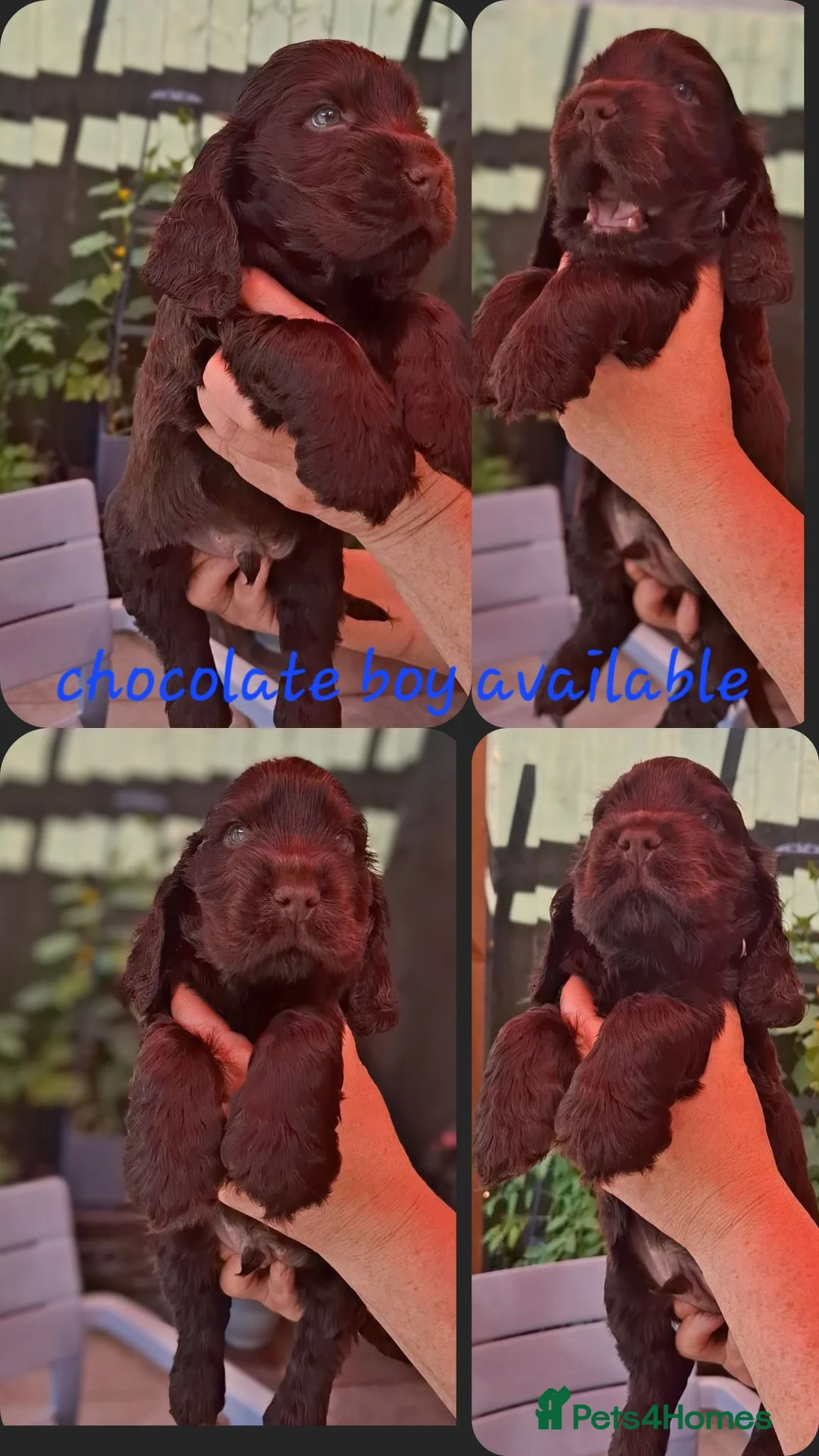 Cocker Spaniel dogs for sale: Show type KC Reg Cocker Spaniel Puppies Available - Advert 2