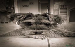 Miniature Schnauzer dogs for sale: Miniature Schnauzer Puppies - Image 8