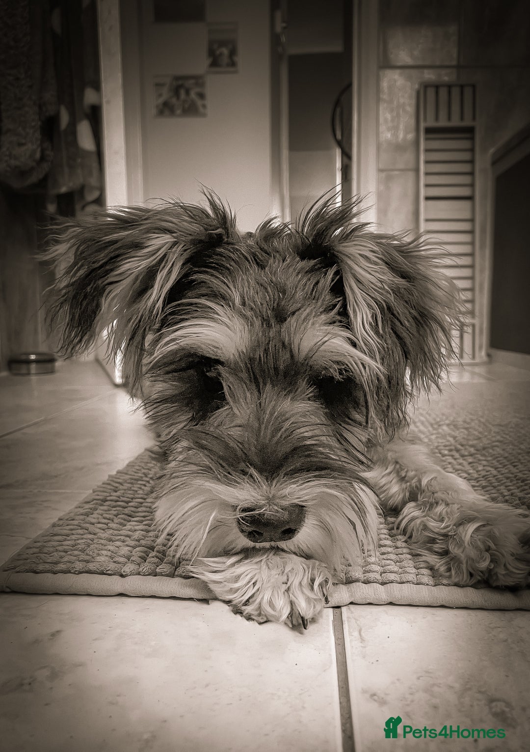 Miniature Schnauzer dogs for sale: Miniature Schnauzer Puppies - Image 8