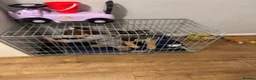 German Shepherd dogs for sale: Luck — German Shepherd Male — 6 Months Old - Advert 5