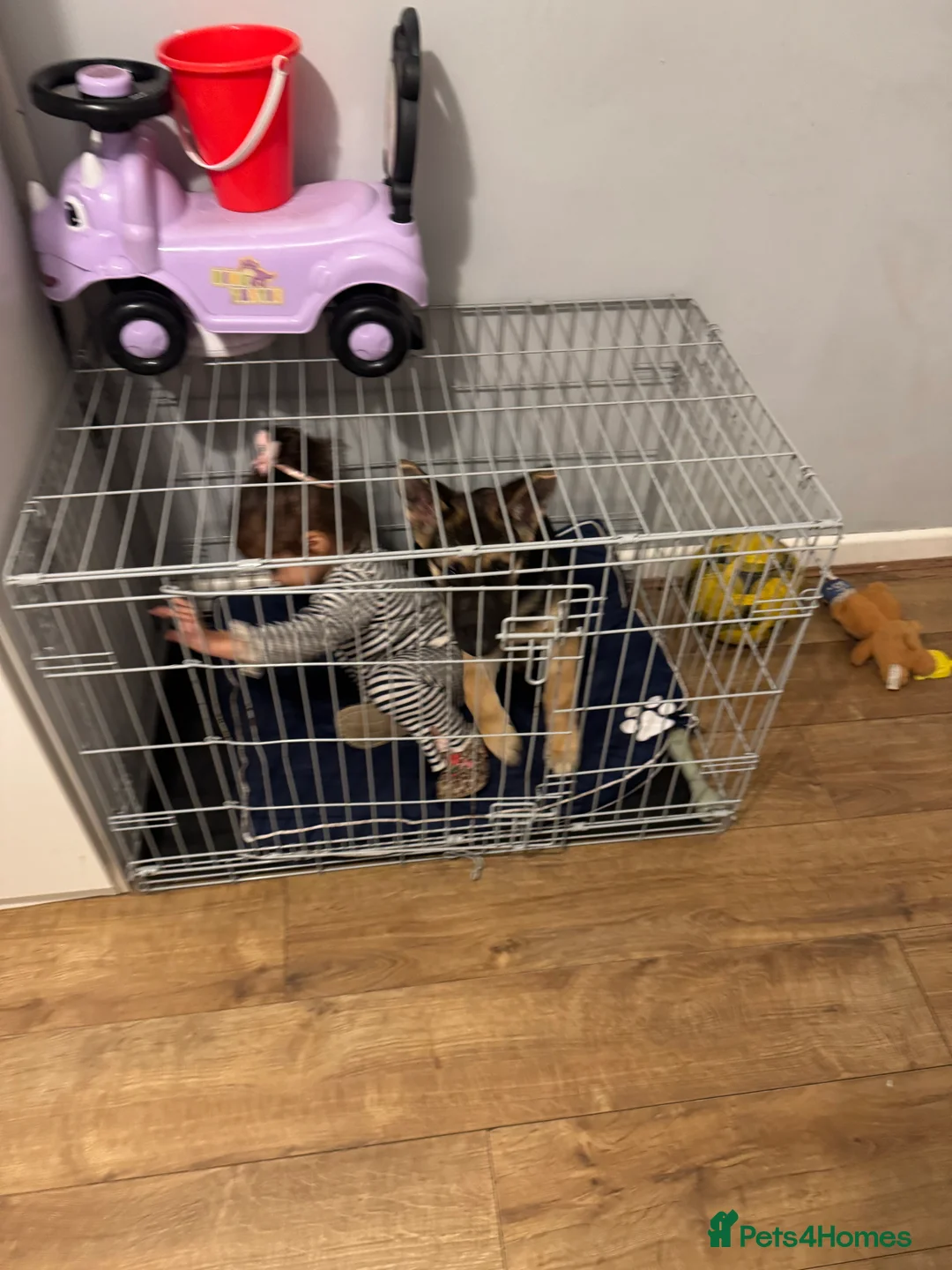 German Shepherd dogs for sale: Luck — German Shepherd Male — 6 Months Old - Advert 5