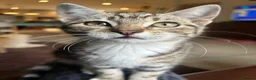 Mixed Breed cats for sale: Beautiful tabby girls  in Haltwhistle - Advert 10