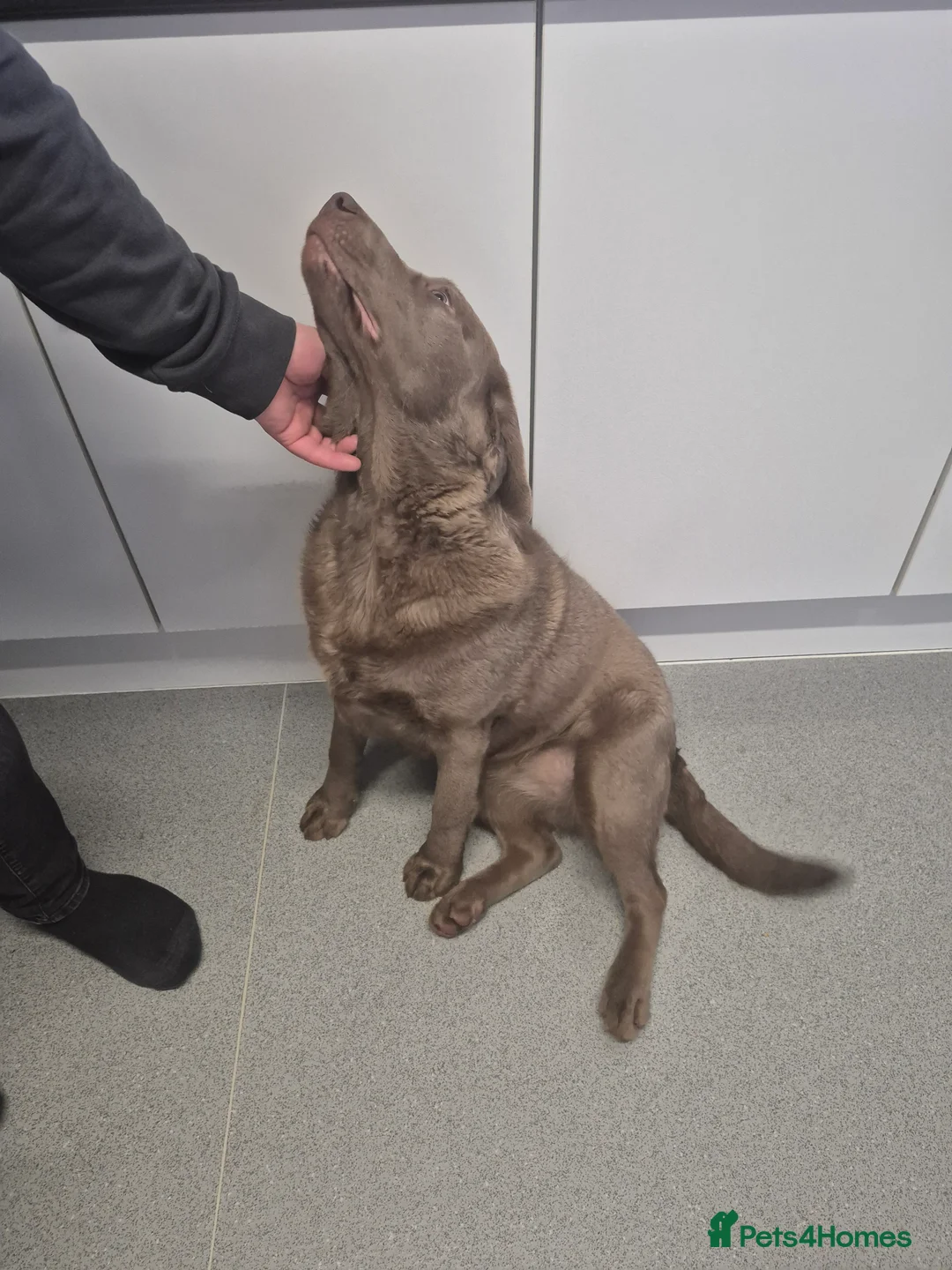 Labrador Retriever dogs for sale: Silver female labrador  - Advert 4