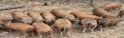 Pig livestock for sale: Kune Kune X Juliana - Advert 7