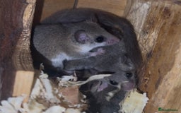 Mouse rodents for sale: Mixed Age African Pygmy Dormice  - Advert 2