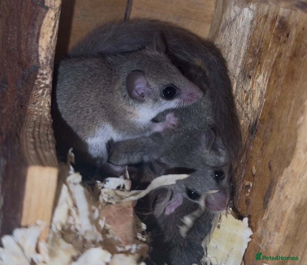 Mouse rodents for sale: Mixed Age African Pygmy Dormice  - Advert 2