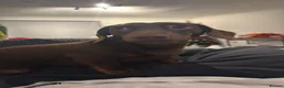 Miniature Dachshund dogs for stud: Chocolate Tan Miniature Dachund for Stud - Advert 5