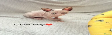 Sphynx 1