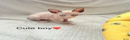Sphynx cats for sale: Adorable sphynx kittens❤️ - Advert 6