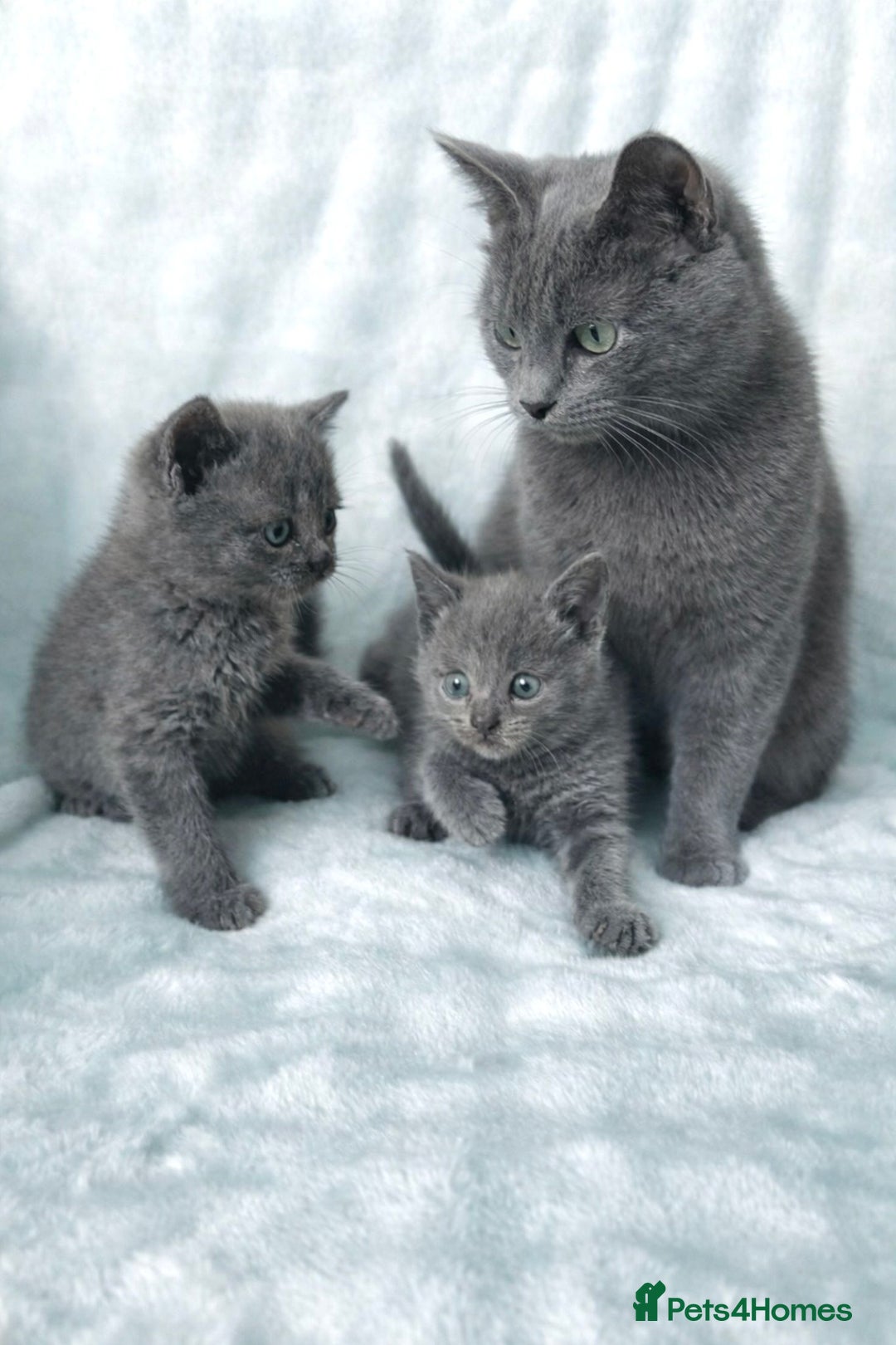 Russian Blue cats for sale: Russian blue X British Shorthair Boy Kitten Left🩵 - Advert 2