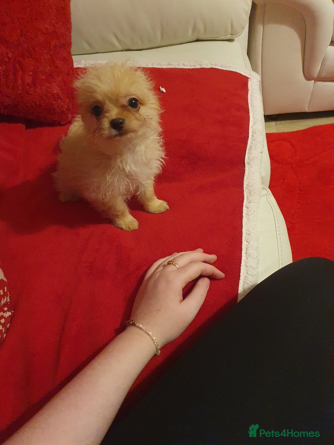 Chipoo dogs for sale: Chipoos  - Advert 10