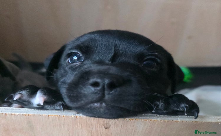 Staffordshire Bull Terrier dogs - Advert 12