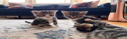 Mixed Breed cats for sale: 5 Beautiful Tabby Kittens for sale ❤️❤️ - Advert 10